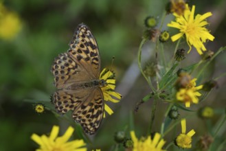 Imperial mantle or silver line (Argynnis paphia) on yellow dandelion flowers, Sweden