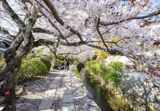 Footpath along a canal, cherry blossoms in spring, Philosopher's Path or Tetsugaku no michi, Kyoto,