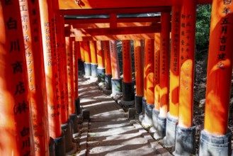 Walk through hundreds of red traditional torii gates, Fushimi Inari Taisha, Shinto Shrine, Fushimi