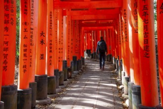 Visitors on a journey through hundreds of red traditional torii gates, Fushimi Inari-taisha, Shinto