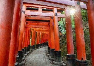 Walk through hundreds of red traditional torii gates, Fushimi Inari Taisha, Shinto Shrine, Sun
