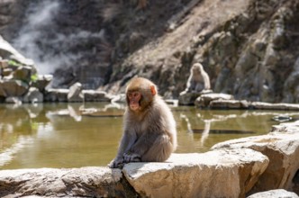 Japanese macaque (Macaca fuscata) sitting on rocks near water, Yamanouchi, Nagano Prefecture,