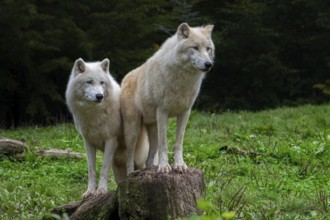 Two Arctic wolves, white wolves, polar wolves (Canis lupus arctos) in zoo, wolf species native to