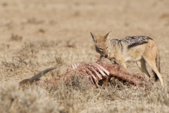 Black-backed jackal (Lupulella mesomelas), adult, feeding on skin and carcass of a common eland