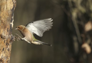 Chaffinch (Fringilla coelebs) male in flight, approach to forage wood, winter feeding, Allgäu,