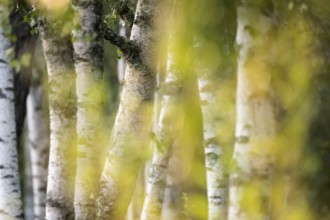 Birch stems through yellow leaves, birch (Betula), forest, Sweden