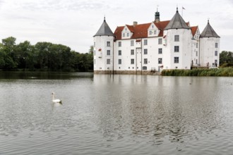 Hocker swan (Cygnus olor) in front of Glücksburg Castle, residential castle, moated castle with