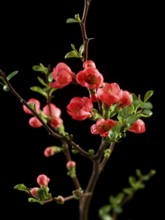 Quince branch with flowers (Cydonia oblonga) against black background
