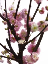 Almond branch with flowers (Prunus triloba) against white background