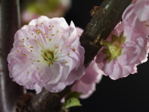 Almond branch with flowers (Prunus triloba) against a black background
