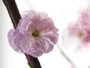 Almond branch with flowers (Prunus triloba) against white background
