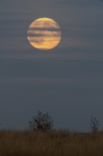 Full moon, super moon over the moor, Emsland, Lower Saxony, Germany