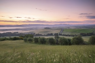Poggio Covili estate with cypress alley (Cupressus) at sunrise, near San Quirico d'Orcia, Val