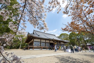 Blooming cherry trees, Kondo main hall of Ninna-ji Temple, Buddhist temple complex, Kyoto, Japan