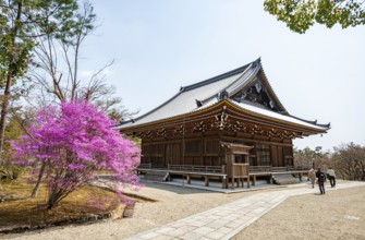 Kannondo of Ninna-ji Temple, purple blooming bush in spring, Buddhist temple complex, Kyoto, Japan