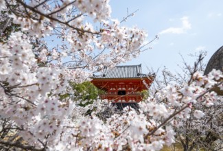 Cherry blossoms and red Shoro bell tower, Ninna-ji temple in spring, Buddhist temple complex,