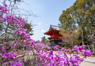 Purple blooming tree in spring with Shoro bell tower, Ninna-ji Temple, Buddhist temple complex,