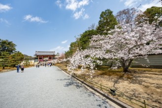 Wide path with blooming cherry tree, leads to the Chumon Gate of Ninna-ji Temple, Buddhist temple