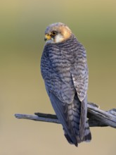 Red-footed falcon (Falco vespertinus), adult female sitting, Kiskunság National Park, Hungary