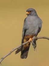 Red-footed falcon (Falco vespertinus), adult male sitting with a captured mouse, Kiskunság National