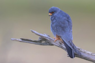 Red-footed falcon (Falco vespertinus), adult male sitting, Kiskunság National Park, Hungary