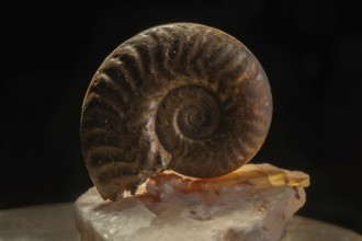 Ammonite fossils can be found on rocks. Details of the spiral reveal millions of years of evolution