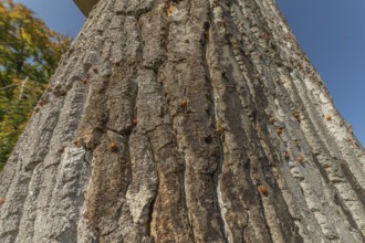 A large number of orange-colored insects are scattered across the rough wood of a tree. Sunlight