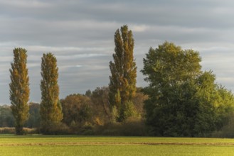 The serene landscape features golden poplars and green trees surrounded by fields. The mild autumn