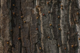 A large number of orange-colored insects are scattered across the rough wood of a tree. Sunlight