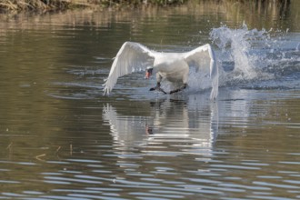 White swan floats away from the water surface and flaps its wings. Splashes create waves on water,