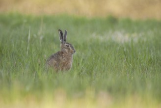 Brown hare sitting in grass contemplates surroundings. Bas Rhin, Alsace, France