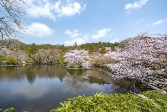 Kyoyochi pond in the Japanese garden, blooming cherry trees, Ryoan-ji, Zen Buddhist temple complex,