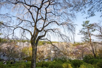 Blooming cherry trees Sogenchi Teien Japanese Garden, Tenryu-ji, Zen Buddhist temple complex,