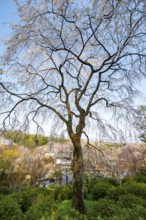 Blooming cherry trees Sogenchi Teien Japanese Garden, Tenryu-ji, Zen Buddhist temple complex,