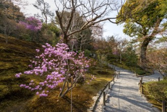 Blooming bushes in Sogenchi Teien Japanese Garden, Tenryu-ji, Zen Buddhist temple complex,