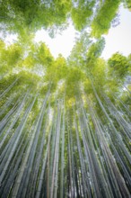 Towering bamboo stems in Arashiyama bamboo forest, Kyoto, Japan