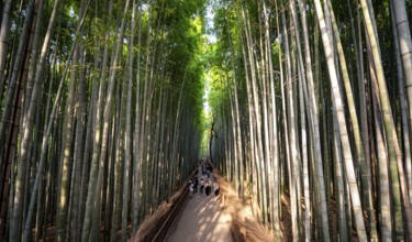 Visitors on their way through bamboo forest, towering bamboo trunks in Arashiyama bamboo forest,