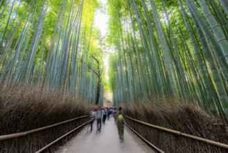 Visitors on their way through bamboo forest, motion blur, long exposure, towering bamboo stems in