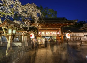 Illuminated Hirano shrine with cherry blossoms at night, blue hour, Hanami, Kyoto, Japan