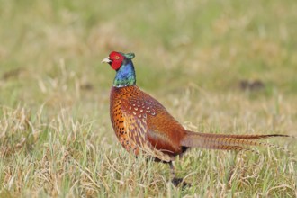 Pheasant, hunting pheasant (Phasianus colchicus), adult male bird in a meadow, wildlife, lembruch,