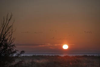 Sunrise on the lagoon, flying cranes above (Grus grus), Ahrenshoop, Darß, Mecklenburg-Western