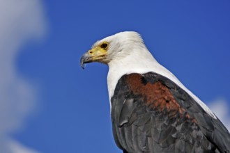 Bald eagle (Haliaeetus leucocephalus) against blue sky, public air show, Cologne, North
