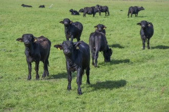 Young water buffaloes (Bubalus arnee) in the willow, Darß, Mecklenburg-Western Pomerania, Germany