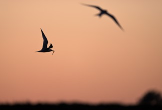Flying common tern (Sterna hirundo) in the evening light, Texel, North Holland, the Netherlands