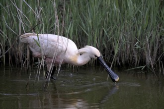 Spoonbill (Platalea leucorodia) looking for food in shallow water with drops of water in its open