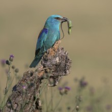 Blue racquet (Coracias garrulus) sitting in a flower meadow with captured sand lizard (Lacerta