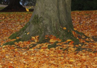 Beech (Fagus) leaves, in autumn, North Rhine-Westphalia, Germany