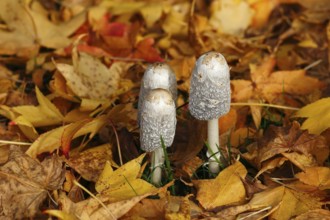 Schopftintling (Coprinus comatus), group in autumn leaves, North Rhine-Westphalia, Germany