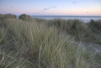 Dune landscape with beach grass on the North Sea, Texel, North Holland, Netherlands