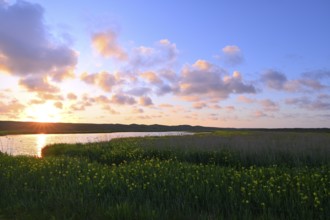 Blooming marsh iris (Iris peudacorus) in the wetland in dune landscape, Texel, North Holland, the